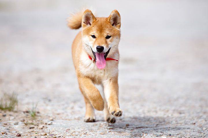 hinh-anh-cho-shiba-vuonpet.com-5